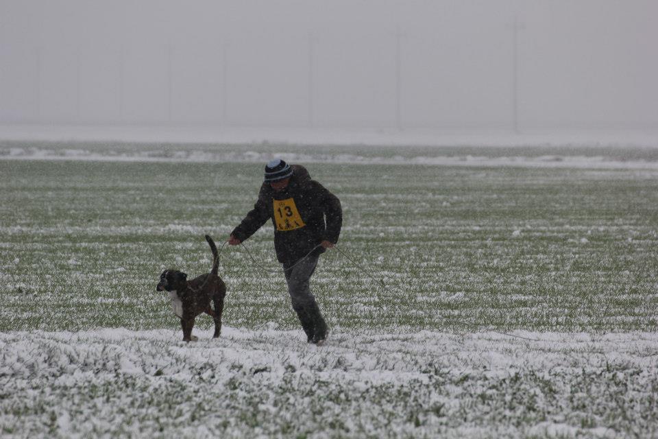 allevamento_cani_boxer_degli_scarronzoni_cuccioli_disponibili_livorno_toscana_italia