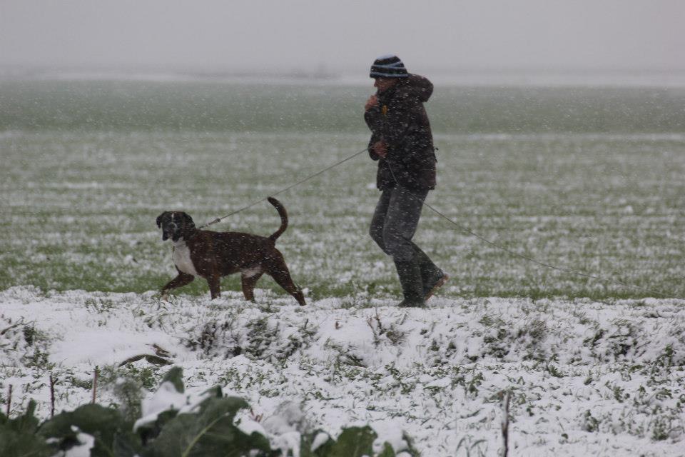 allevamento_cani_boxer_degli_scarronzoni_cuccioli_disponibili_livorno_toscana_italia