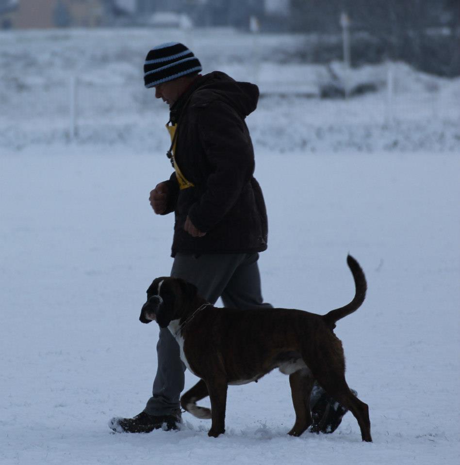 allevamento_cani_boxer_degli_scarronzoni_cuccioli_disponibili_livorno_toscana_italia