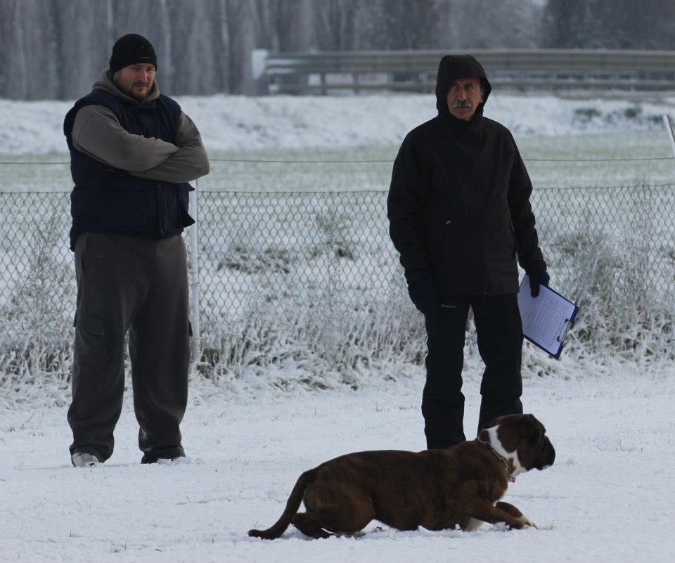 allevamento_cani_boxer_degli_scarronzoni_cuccioli_disponibili_livorno_toscana_italia