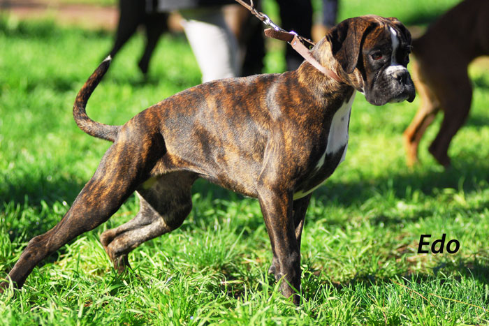 boxer_degli_scarronzoni_allevamento_cani_livorno_toscana_italy