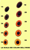 la scala dei colori degli occhi